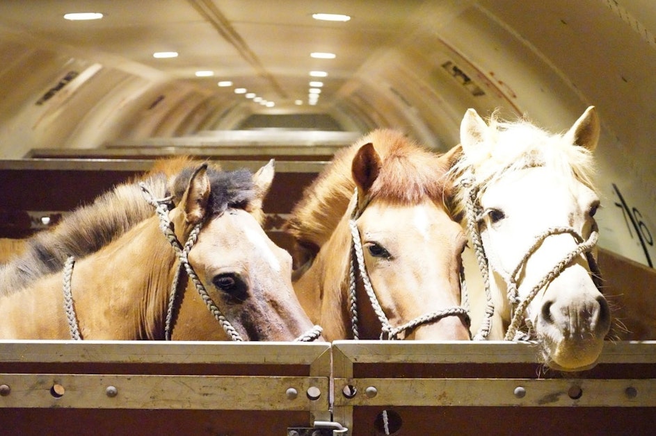 Charter broker Chapman Freeborn moves 121 Mongolian horses