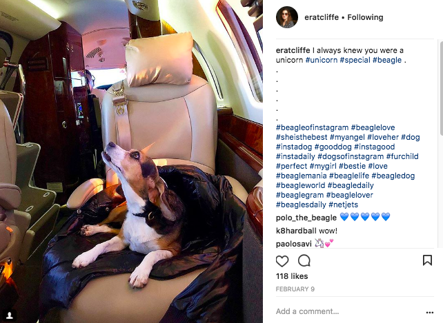 A Beagle dog on a private jet