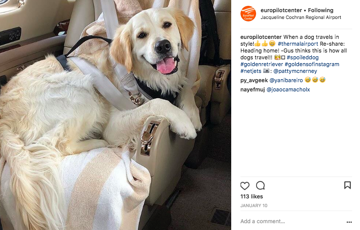 Golden Retriever on a private jet
