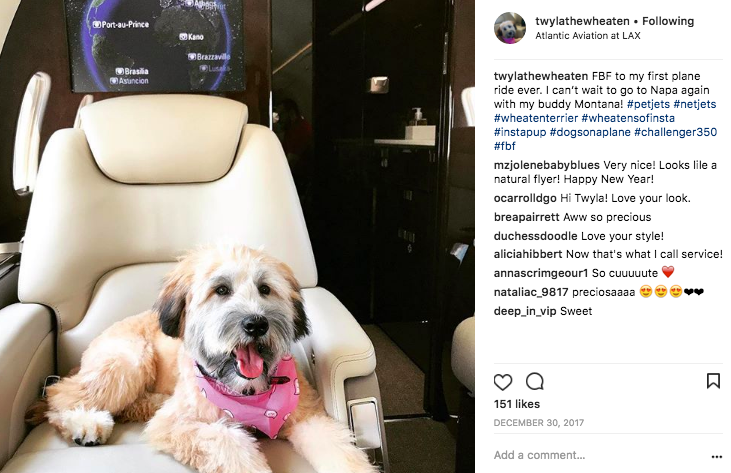 Wheaten terrier aboard a Bombardier Challenger 350