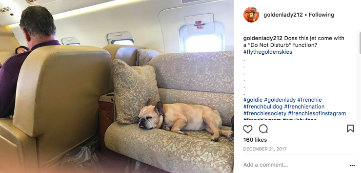 It's a dog's life for @goldenlady212 aboard this private jet