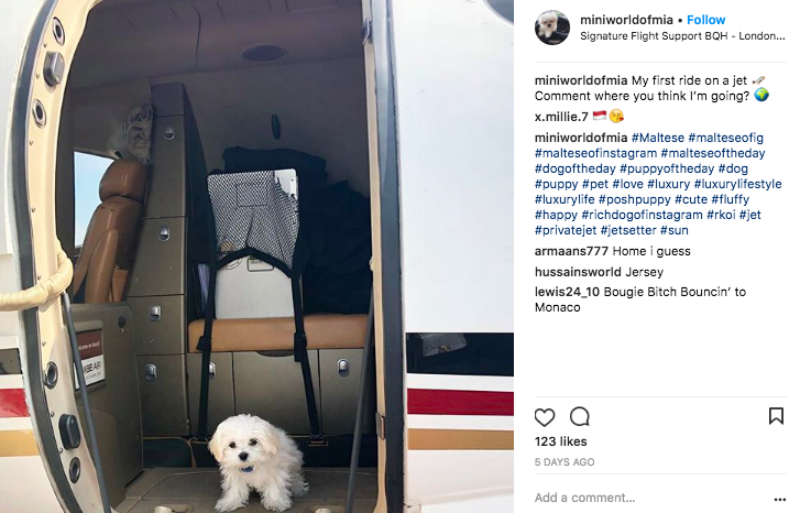 Maltese dog on her way from London to Monaco