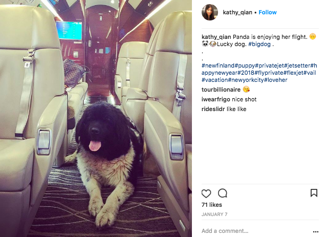 A lucky dog flying on Flexjet